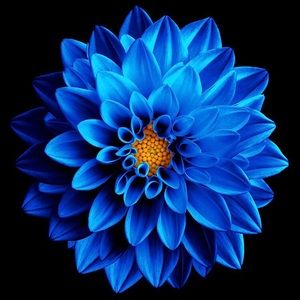 Meet your Posher, Sheila